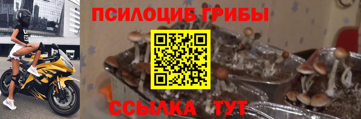 Галлюциногенные грибы MAGIC MUSHROOMS  Вход с VPN  Хасавюрт  Галлюциногенные грибы Psilocybine cubensis 